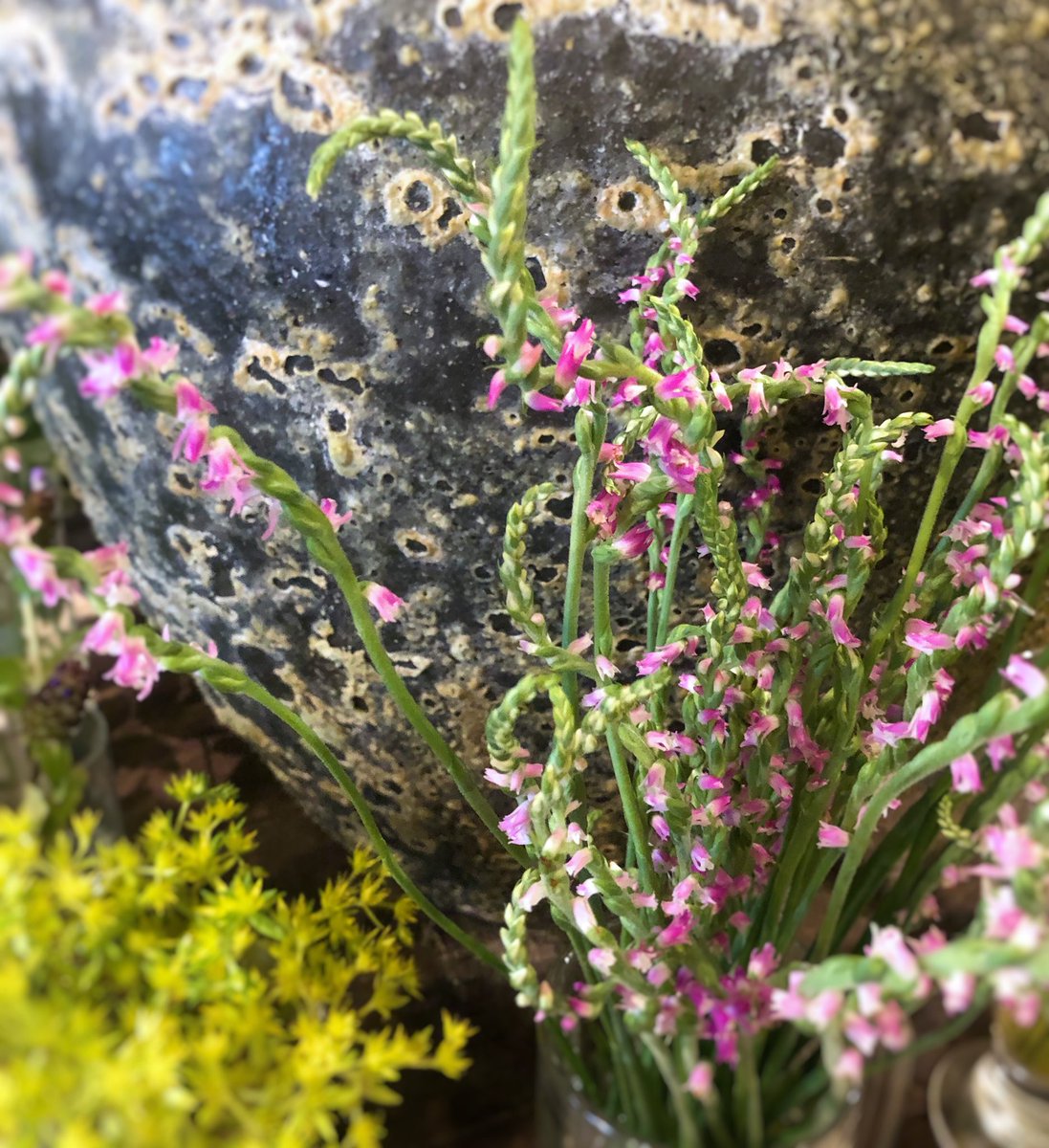 野の花 司 茶房 野の花 もじずりがたくさん 草の間からちょこっと出ているくらいが可愛らしいかもしれません モジズリ ネジバナ