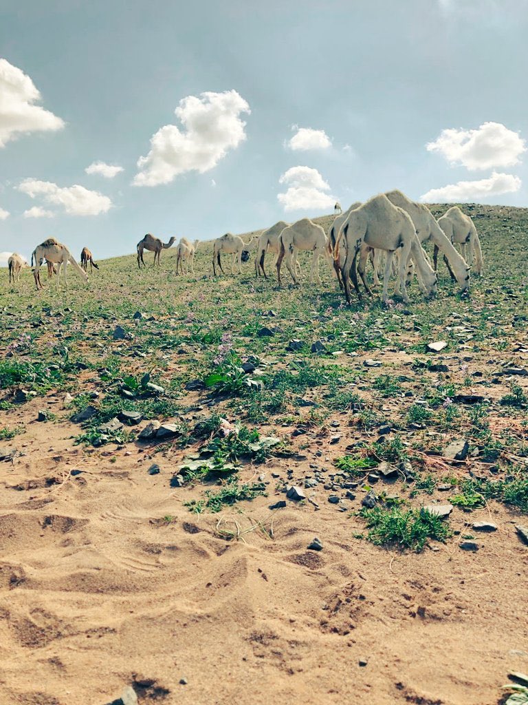 فديت عيونك (@85sult) on Twitter photo 