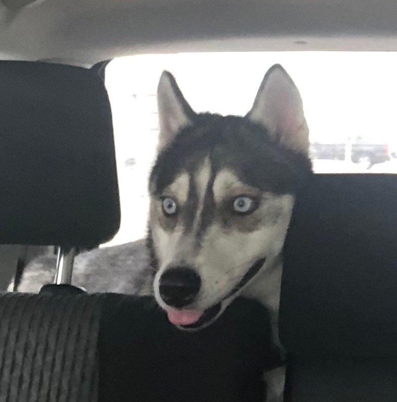 Gordon MacIntyre tweet media