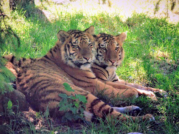 Dublin Zoo On Twitter Fan Photo Of The Week Goes To Paula Davies