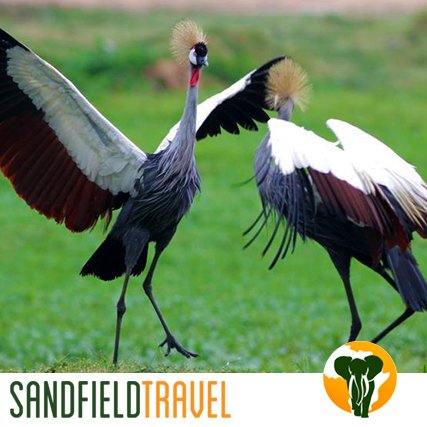 Sandfieldtravel's tweet photo. The grey crowned crane is a bird in the crane family. It is found in eastern and southern Africa.
It is commonly known as the Crested Crane which embellishes the Uganda 🇺🇬🇺🇬national emblem.
#SandfieldTravel #Uganda #Birding #VisitUganda https://t.co/JxYLCb3GHY