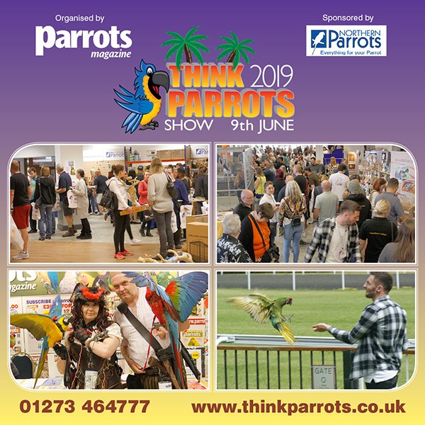 Here are some photos from the recent Think Parrots Show 2019, lovely memories….

#parrotsmagazine #thinkparrotsshow #northernparrots #parrot #pets #parrots #birds #petlovers #parrotlovers #birdlovers #parrotlife
