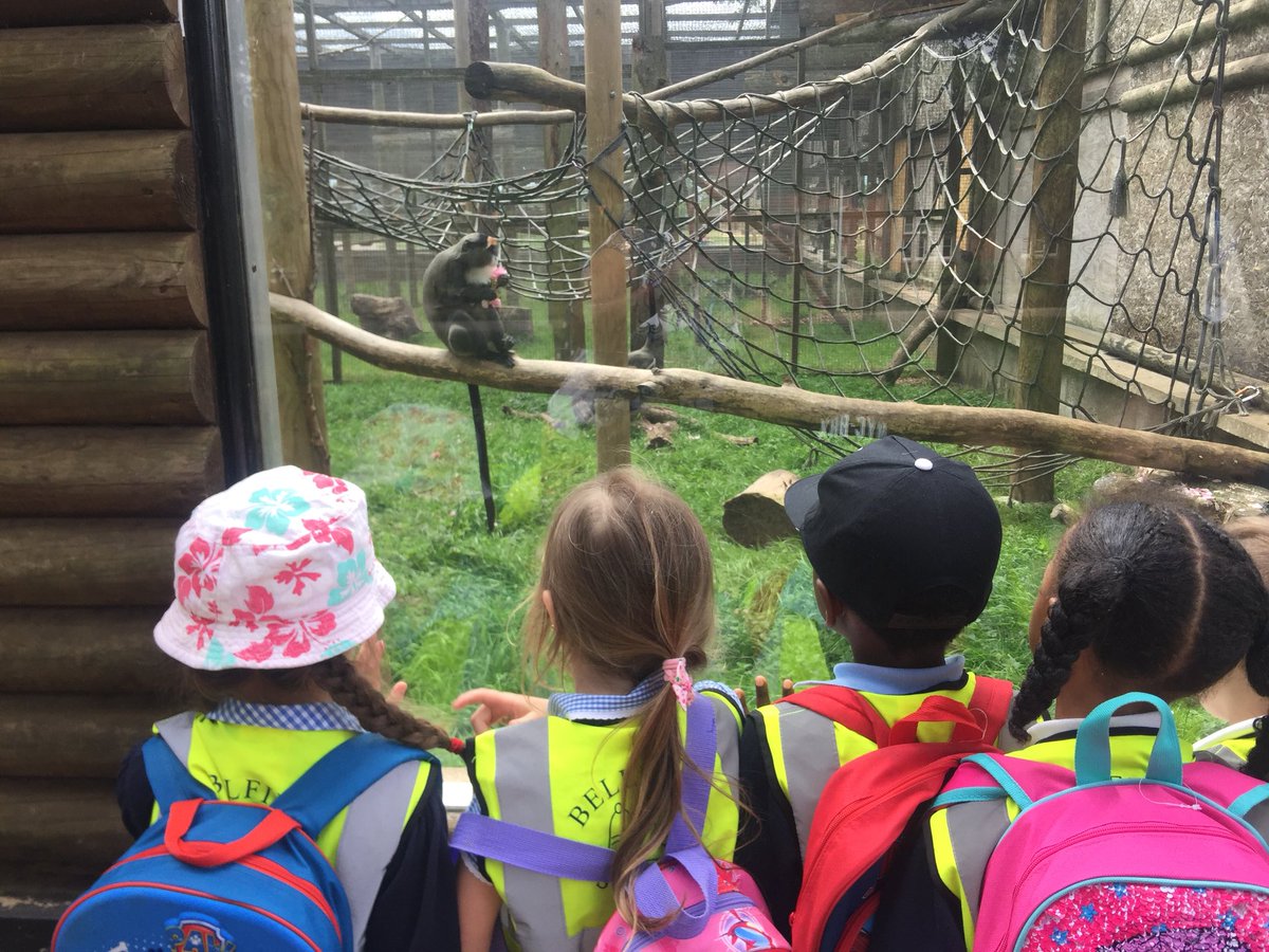 RecBellfieldi's tweet photo. Reception had a wonderful day at Twycross Zoo. They were beautifully behaved and were a credit to the school. A tiring but fun day was had! https://t.co/1NUmHLNg8z