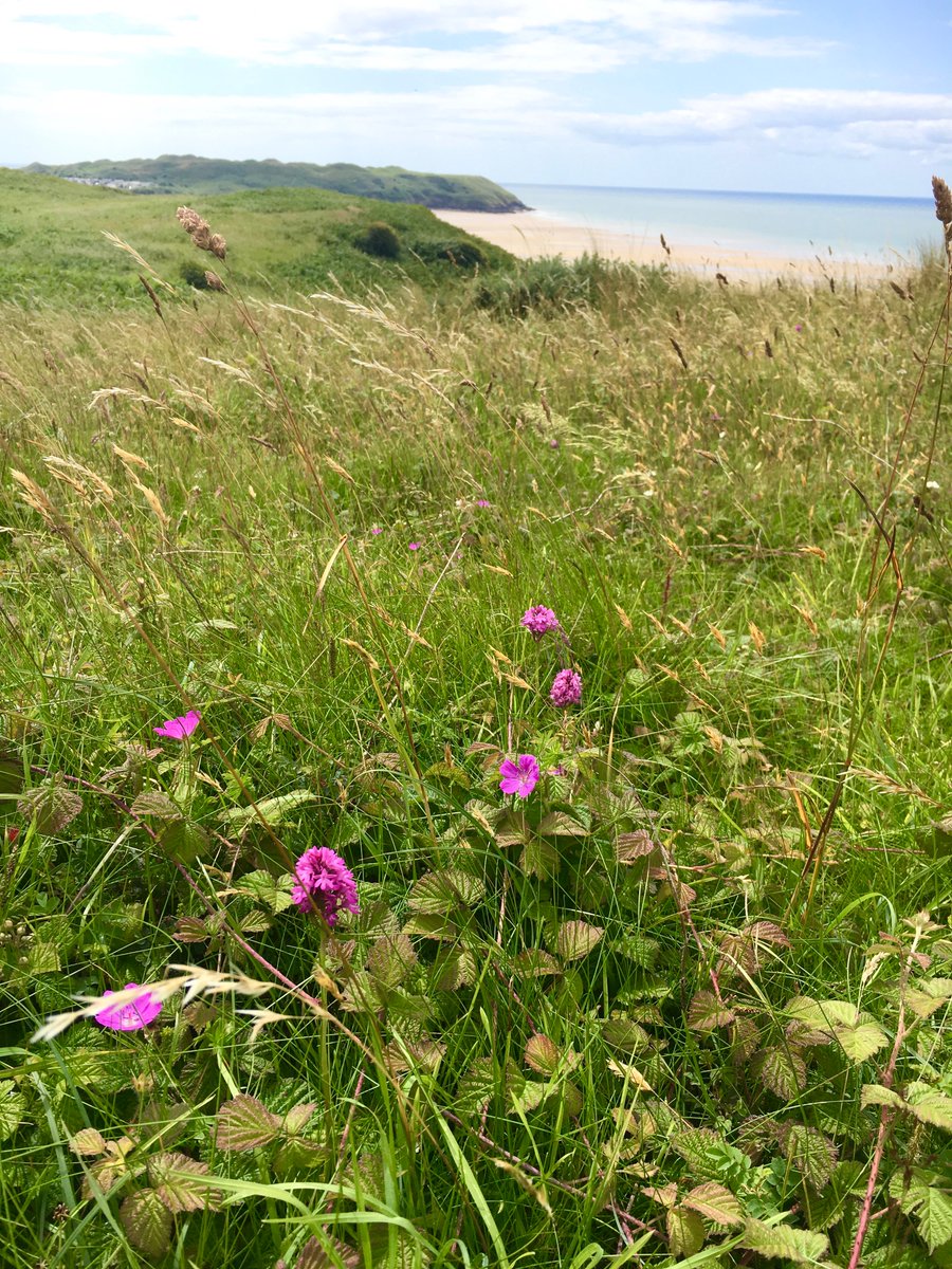 St Madoc tweet media