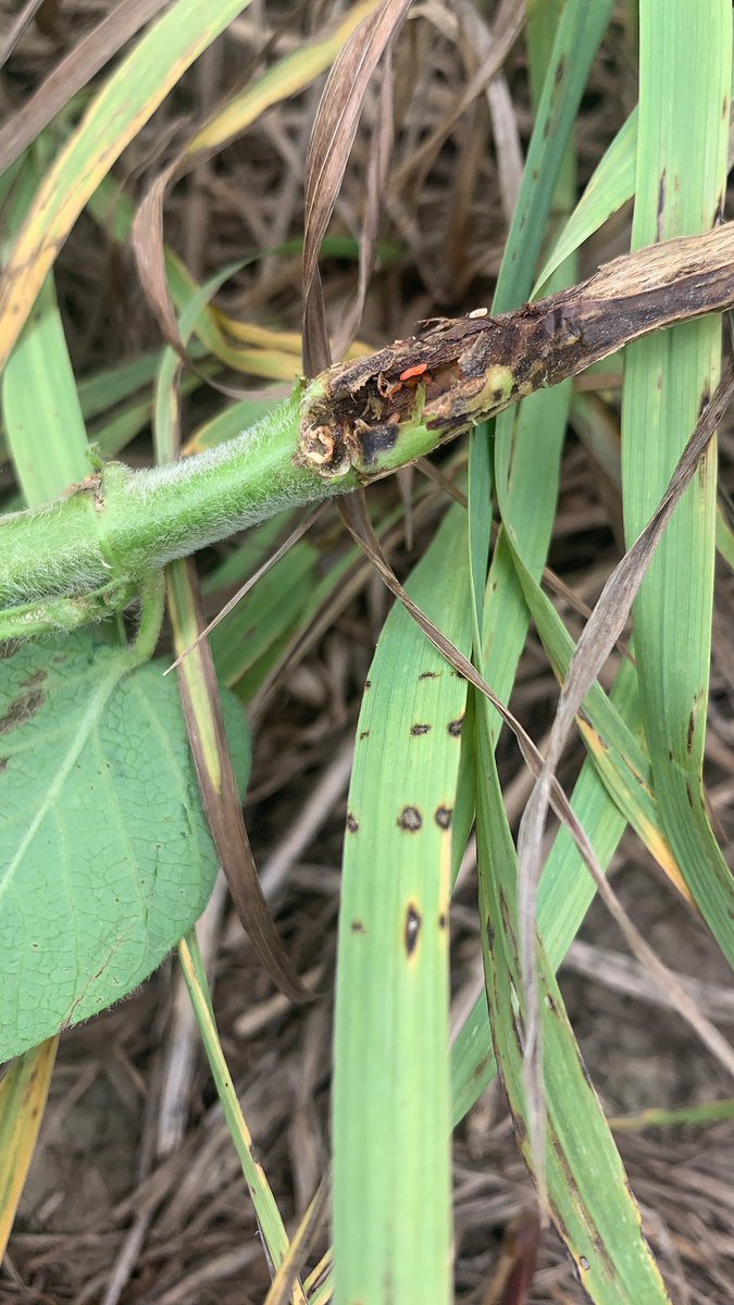 #gallmidge found along edge in a hot spot from last year were corn and beans meet