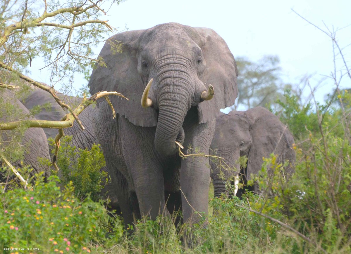 96 Elephants tweet media