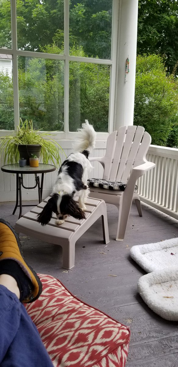 PupHenryHercule's tweet photo. Time to investigate!
#dogs https://t.co/00OZPeRkov