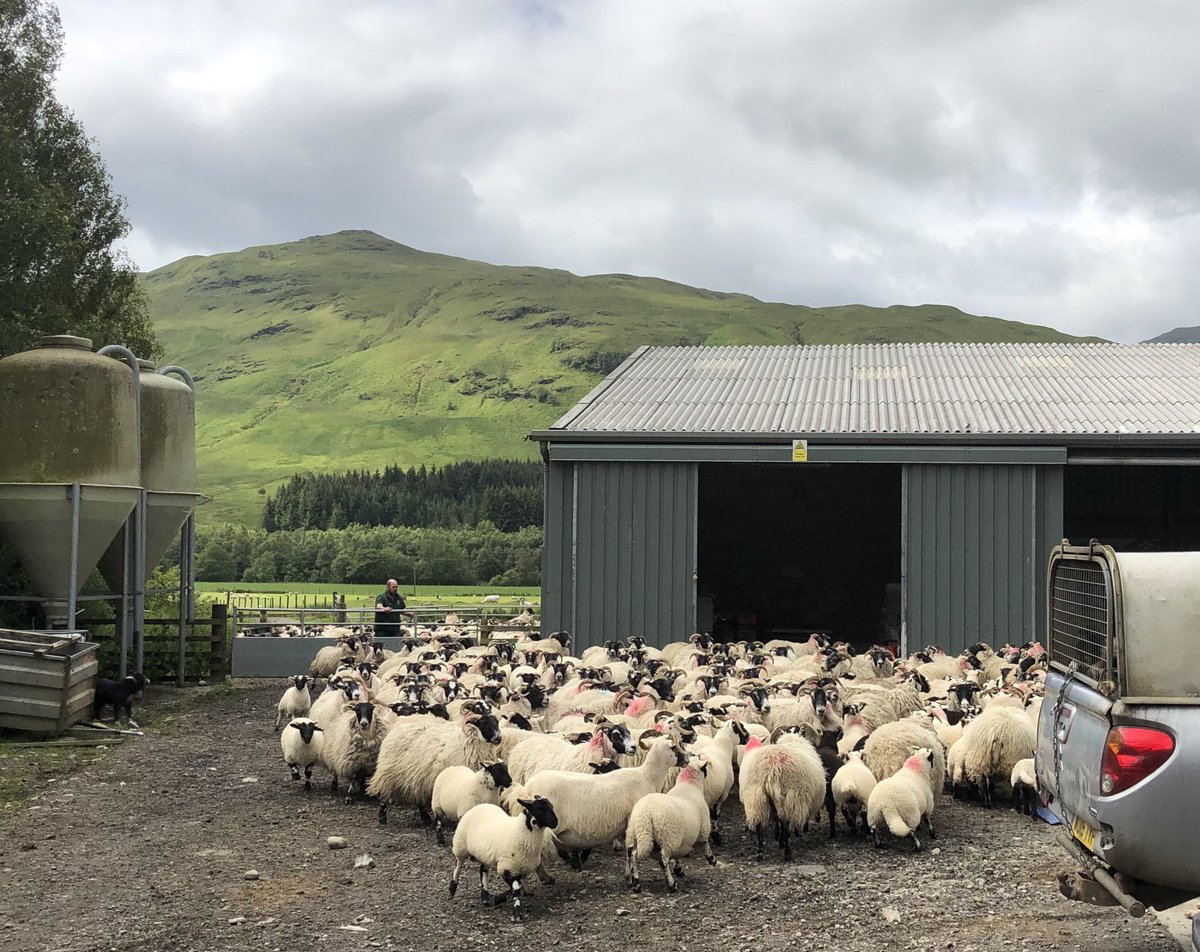 philip_skuce's tweet photo. At last, @Gill_Mitchell_  gets some help snail hunting at @SRUC HMRC Kirkton &amp; Auchtertyre, thanks Pippa, just a pity no-one told the snails! 🐌 🐌 🐌 @MoredunComms @SEFARIscot https://t.co/eL1hmYmrsi