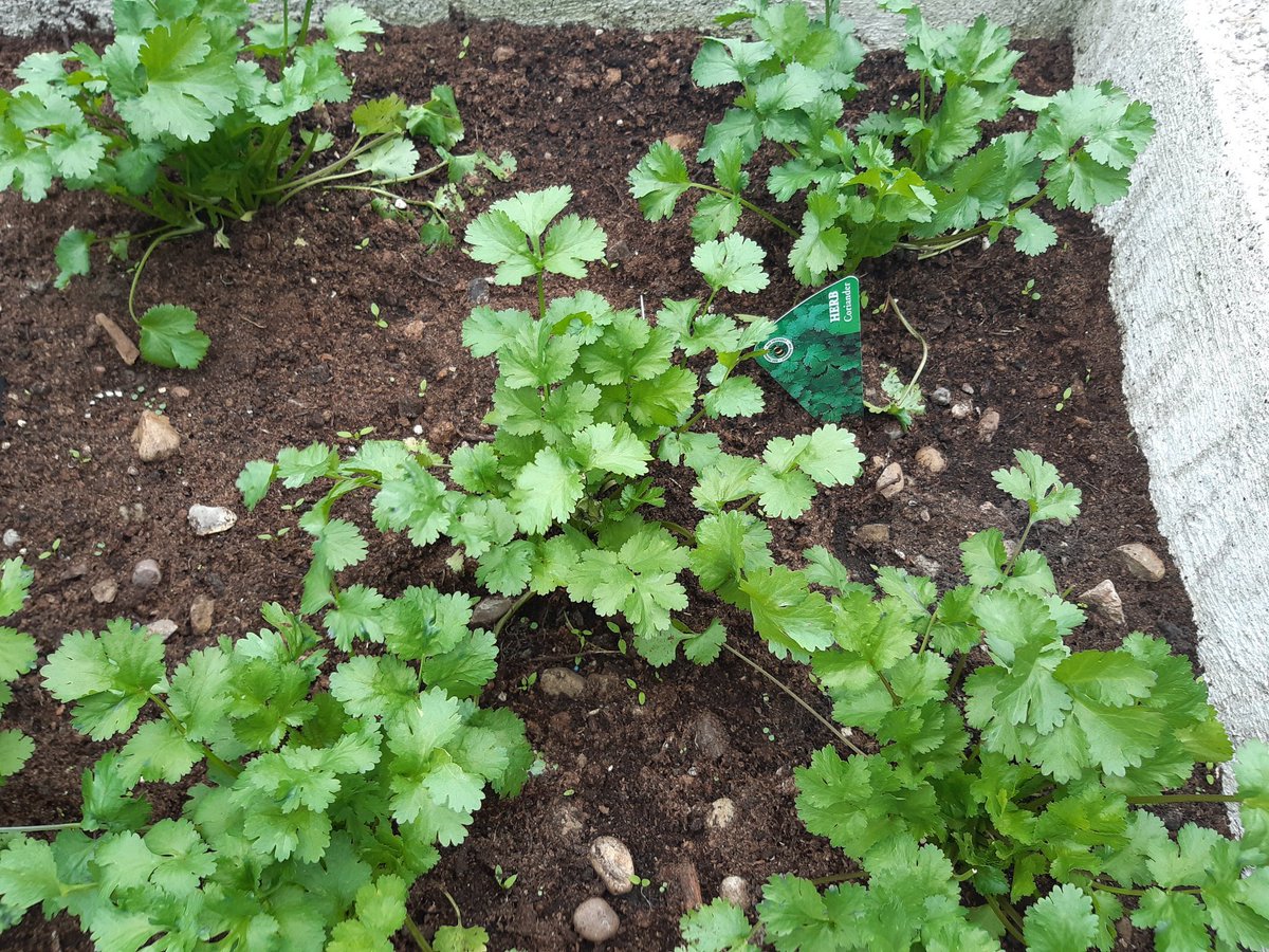 Kirsten Major tweet media