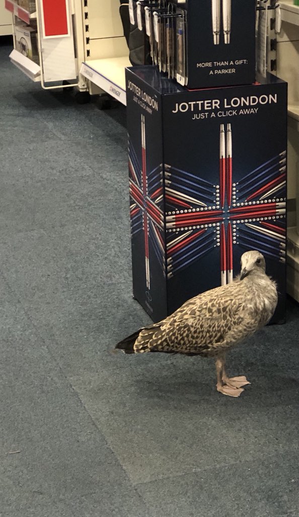 JoseFTennant's tweet photo. Now where are the pens? I know you said they’re here but I can’t find them! Oh there they are! #shoppingstar #birdshoppingforpens https://t.co/RjsfxEeT22