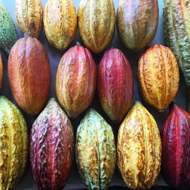 After a great weekend surrounded by some of Costa Rica’s best chocolate makers @feria_de_chocolate_cr we are back to the farm to harvest this beautiful cacao rainbow 🌈 🌿🍫
.
.
.
#theworkneverstops #farmtobar #beantobar #chocolate #cacao #singleestate … ift.tt/2XlNHj8