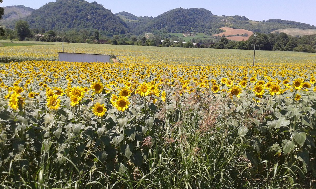 Gianmarcomacpez's tweet image. Oggi #iocorroqui circondato dal giallo intenso dei girasoli.. 12km tra i colli di valsamoggia #sunflower forever #2luglio #runlovers