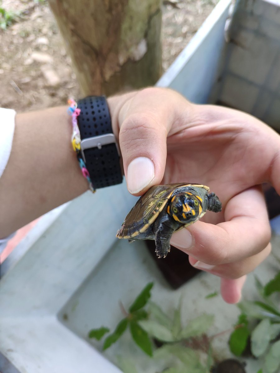 StringherM's tweet image. Adiós Ecuador