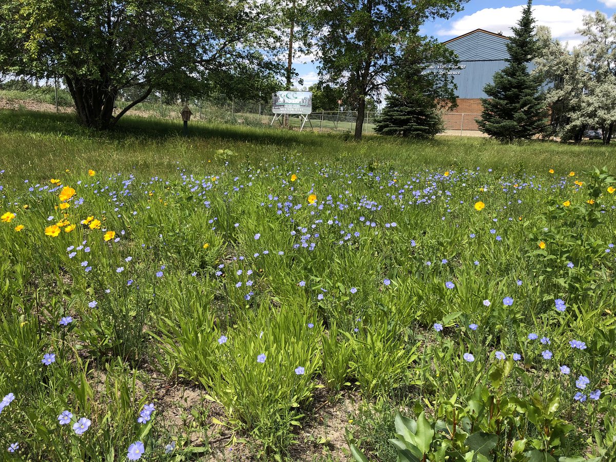 zdansuper's tweet image. Lots #Pollinator action today! #WesternBumblebee #TwoTail butterfly &amp;amp; #OperationPollinator plots are going strong.  @ConnaughtGolf