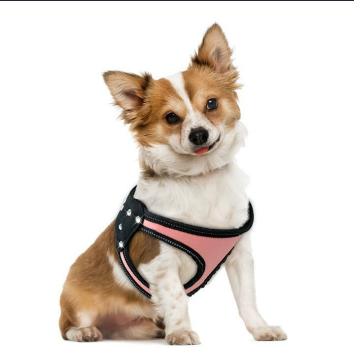 JoJosWorldStore's tweet photo. One of our Customers favourites - The Stunning Rhinestone Dog Harness🔥🔥

Available at: https://t.co/sMGdsxMocY
_______
#dogshop #onlineshopping #dogshoponline #trustedseller #freeshippingworldwide #trustedseller💯 #dogharnesses #onlineshop #dogharness #TeamJoJosWorld https://t.co/uE3eAx6huQ