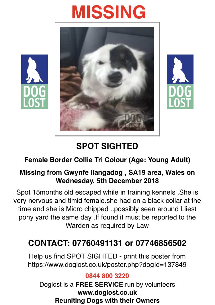 Where’s Spot? Spot went missing whilst on a training week in Gwynfe, South Wales 5th Dec ‘18. It’s now suspected she’s a victim of Theft by finding #WheresSpot #DogTheft #MissingDog Pls call with any information. Thanks @ThePawPostUk for sharing her appeal thepawpost.co.uk/doglost/doglos…