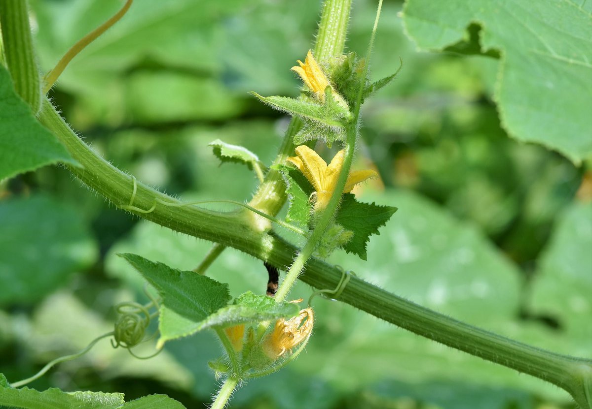 WUIW's tweet image. Find helpful #landscapetips for #July including a monthly #gardening To Do list and FAQs from the @azcoopext. #tomatoes #summerheat #waterdeeply buff.ly/2Lydti9