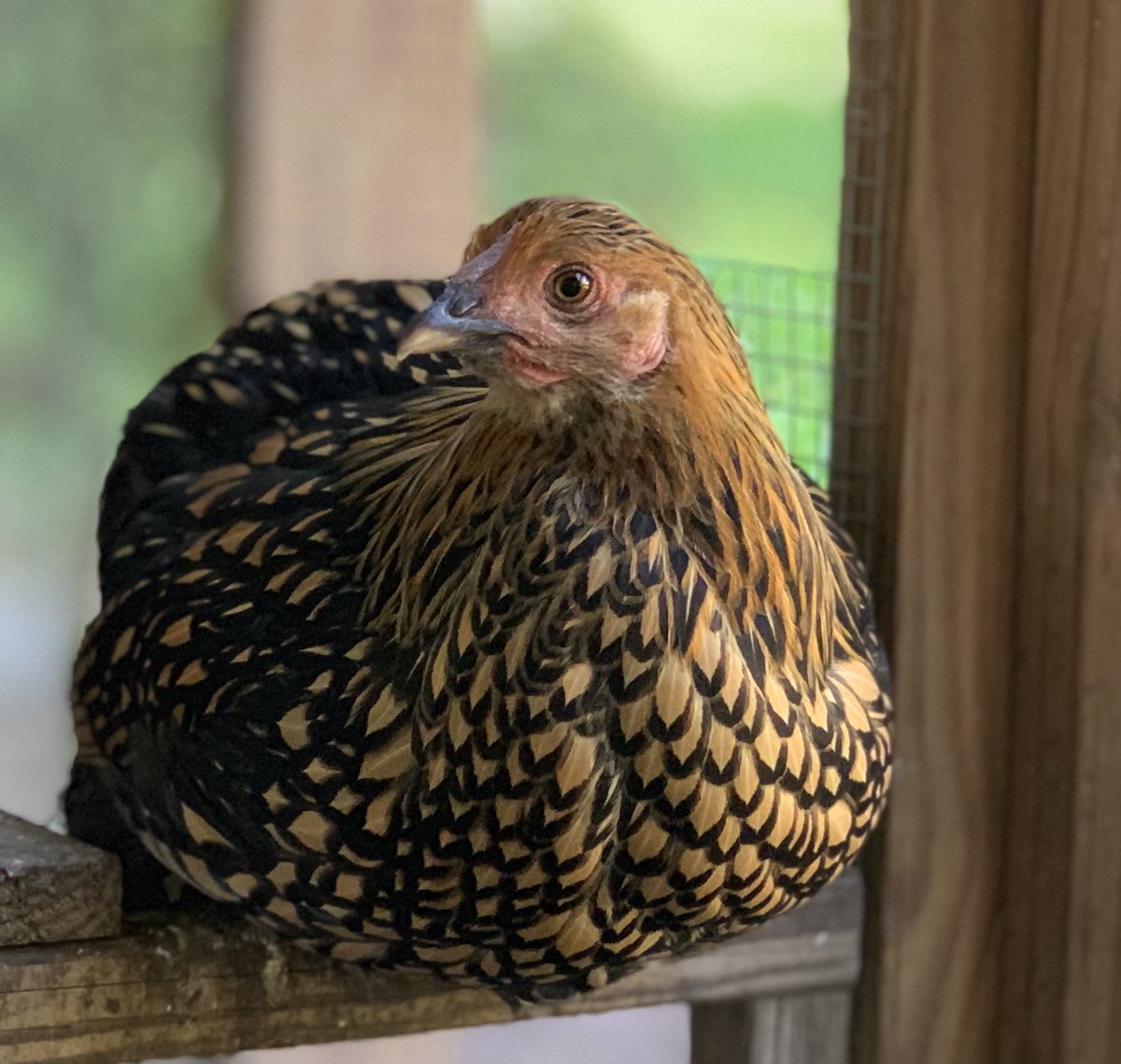 Mypetchicken Hashtag On Twitter