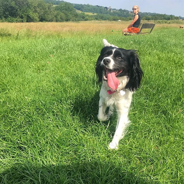 Running on Farthing Downs! Happy #tot!

#tongueouttuesday #farthingdowns #smalldog #smoldog #👅 #spanielmix #springalier #springerspaniel #kingcharlescavalier #cavalierkingcharlesspaniel #specialdog ift.tt/2XGG3V0