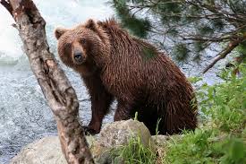 Kamchatka brown bearsThought to be the ancestor of the Kodiak grizzly, these bears get to a very similar size (with a wider head) Unlike kodiaks, these bears are generally not dangerous to humans with less than 1% of encounters resulting in attacks. Range is shown in picture