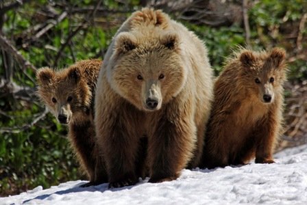 Kamchatka brown bearsThought to be the ancestor of the Kodiak grizzly, these bears get to a very similar size (with a wider head) Unlike kodiaks, these bears are generally not dangerous to humans with less than 1% of encounters resulting in attacks. Range is shown in picture