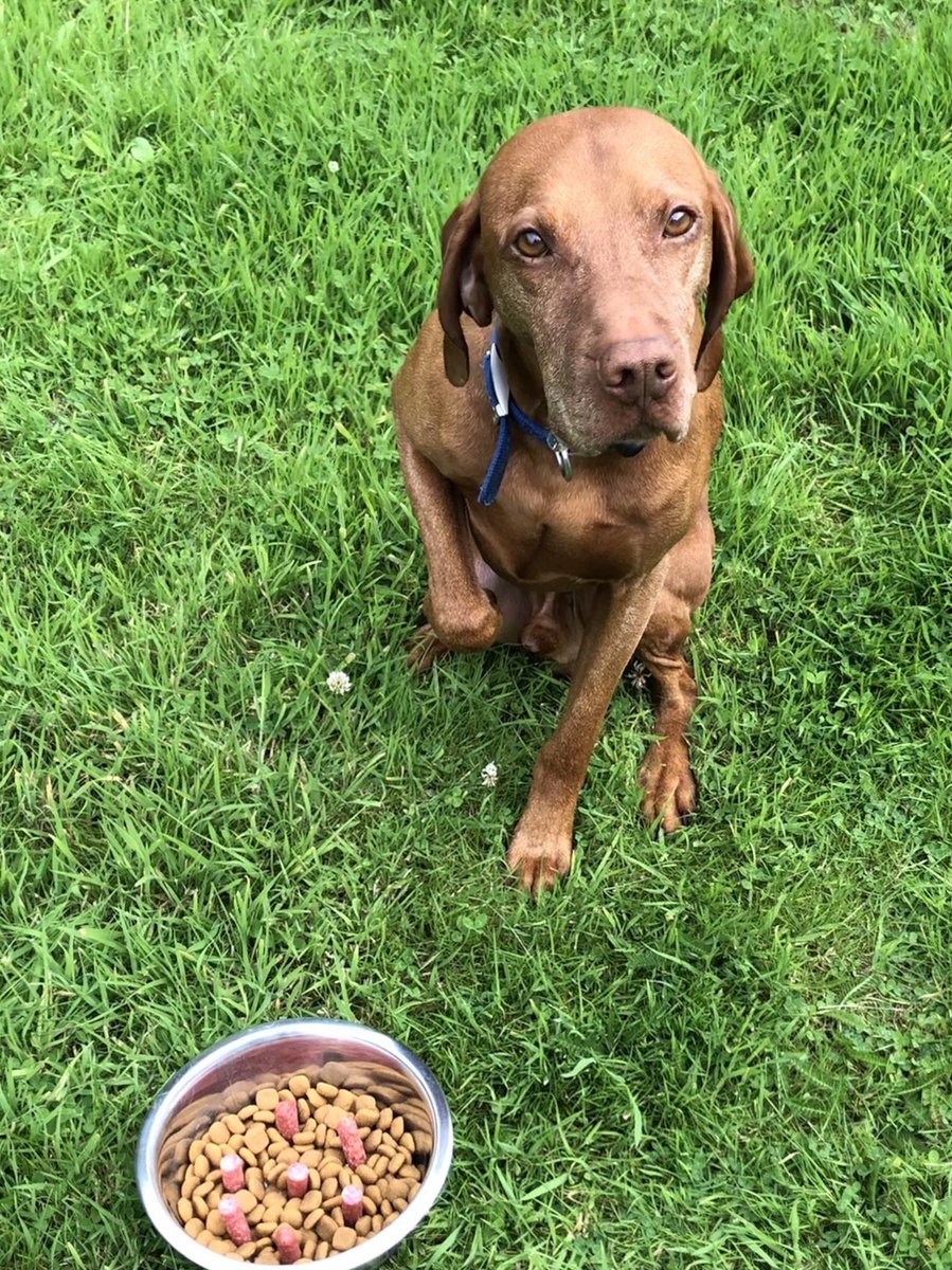 Deputy Vizsla tweet media