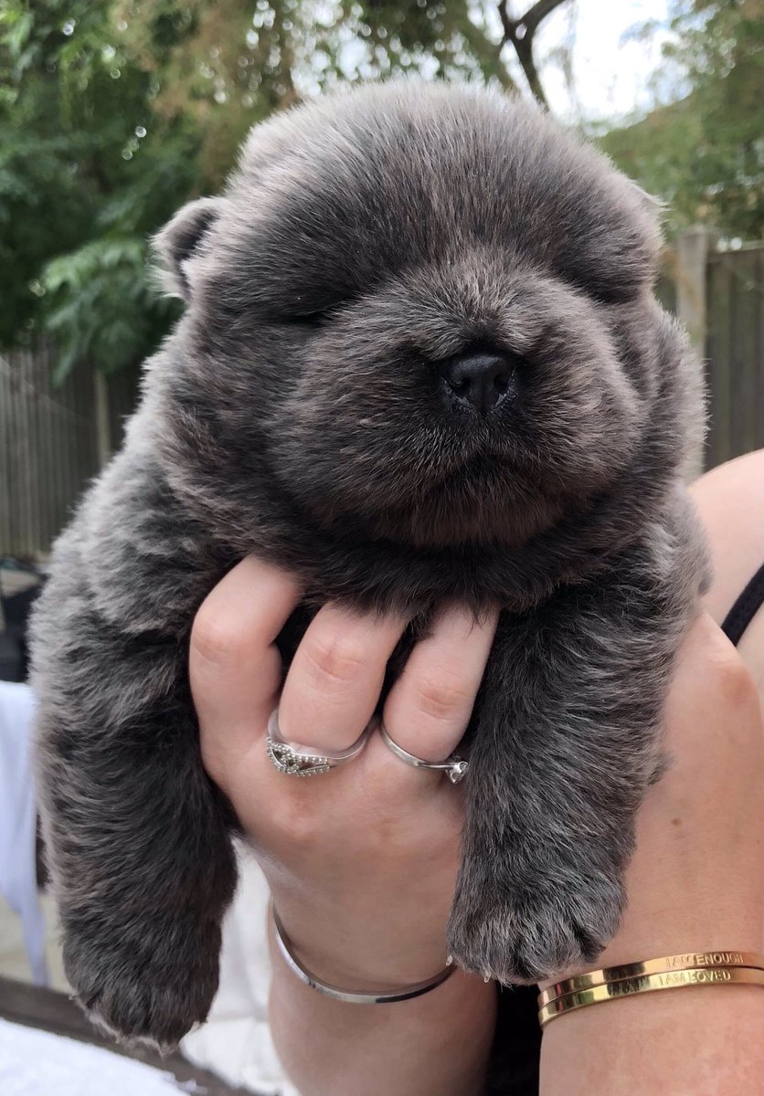 ShuckGemma's tweet image. #chow #chowchow #bluechow #puppies #glitterbullz