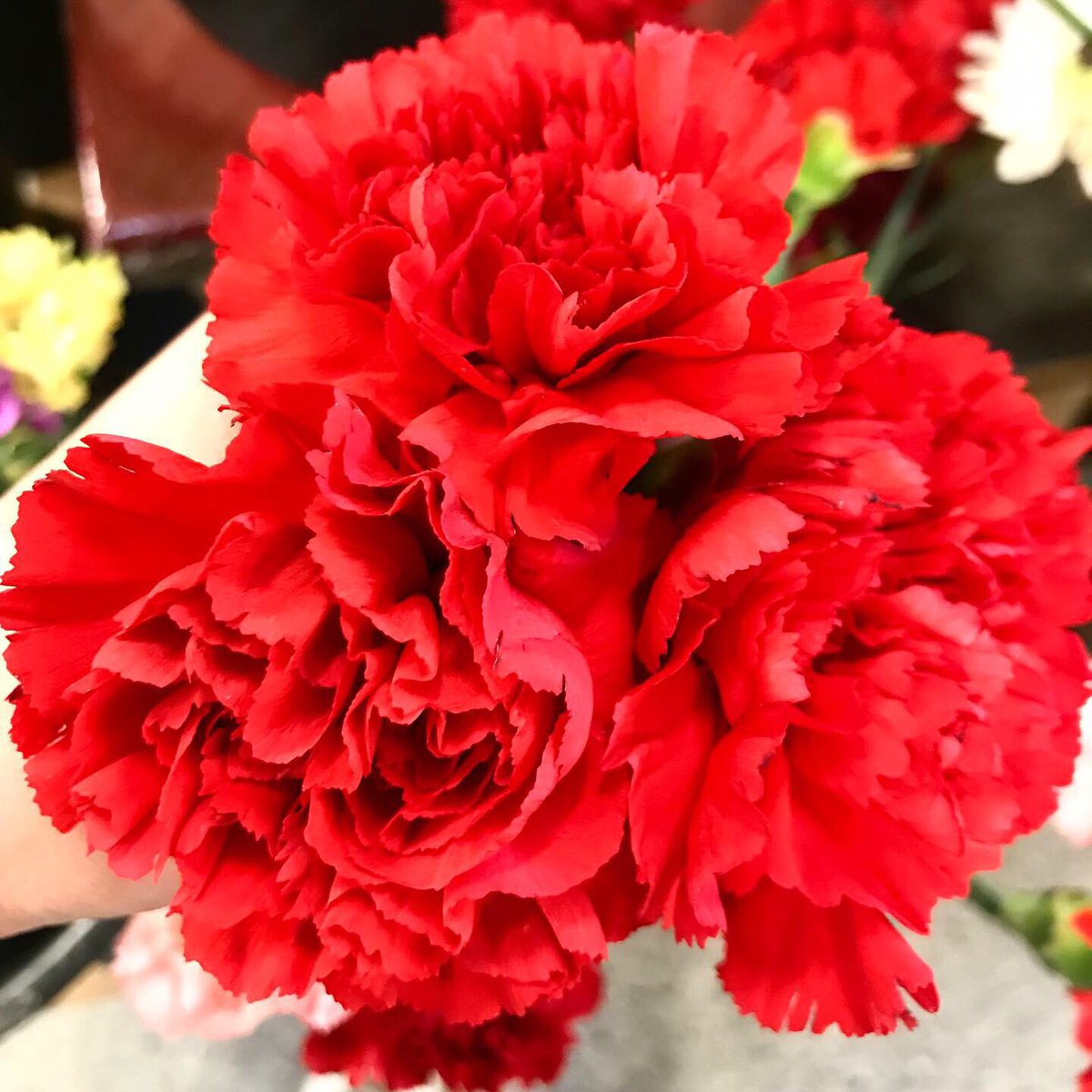 bmez12xo's tweet image. Saw this @ the grocery store the other day 🥰 #WaitForMeChallenge c ya ! This fall @hadestown ✨🎃🍂 #waaaaaitforme 💗✨🌹💯