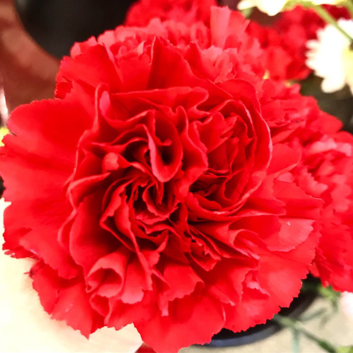 bmez12xo's tweet image. Saw this @ the grocery store the other day 🥰 #WaitForMeChallenge c ya ! This fall @hadestown ✨🎃🍂 #waaaaaitforme 💗✨🌹💯