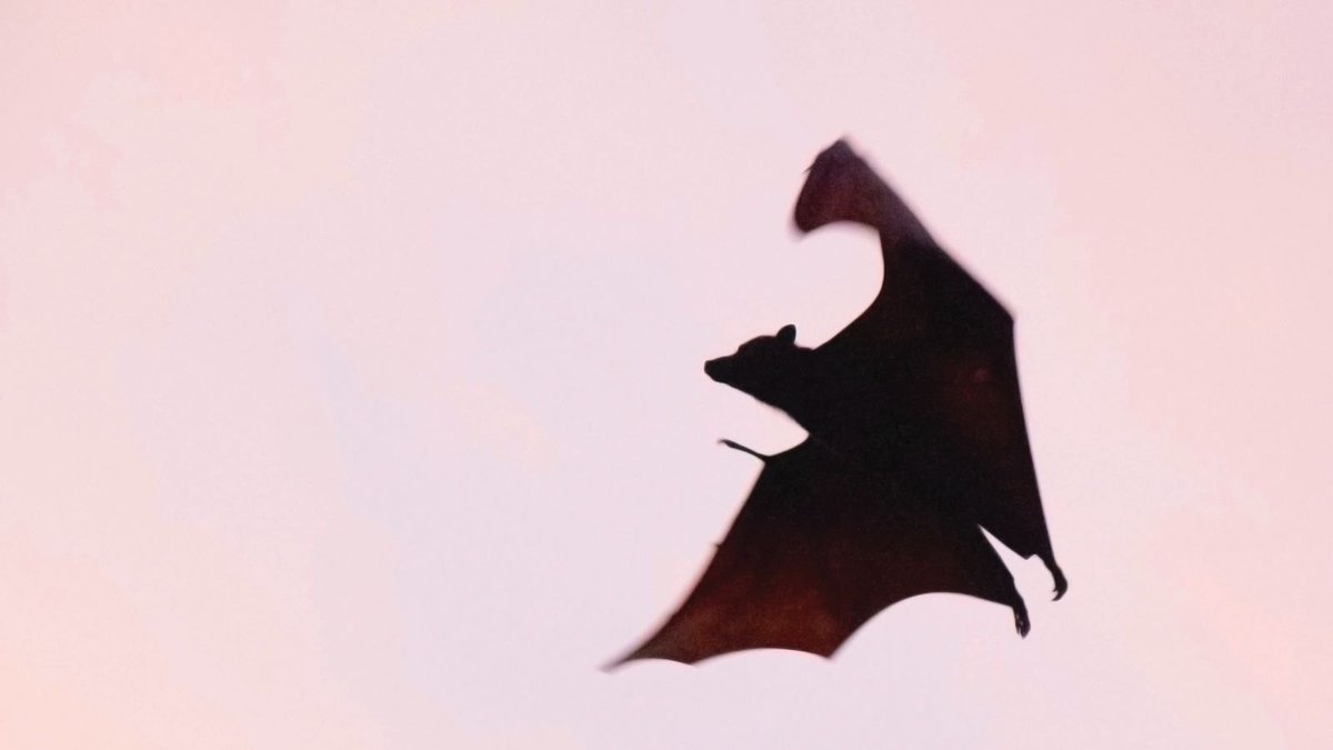 Feeling a bit batty? Or maybe you're just interested in bats. Learn about the importance of these nocturnal creatures and build your very own bat house to take home! 🦇 Join us Saturday, August 10 at Climbers Run! Register today: lancasterconservancy.org/events/