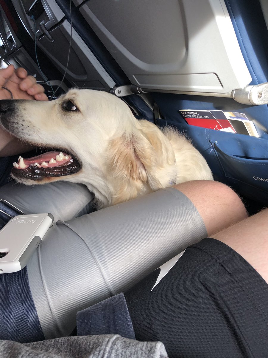 _TheyCallMeMo's tweet photo. This morning I had the pleasure of sitting next to this pup, Toby. He’s going to join a family in California to assist a little boy with autism. He was very well behaved although he got nervous when we hit turbulence. 11/10 a good boy. https://t.co/cSaCakDwp4