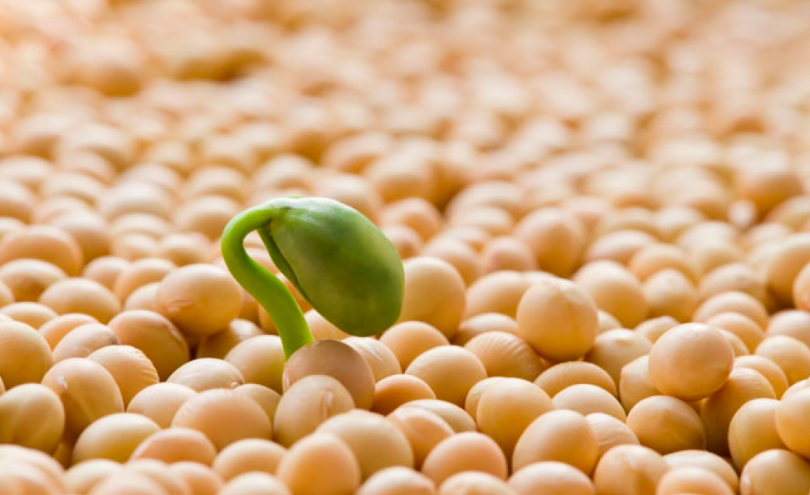 LighterInc's tweet photo. Researchers at the @UofT have found a consistent cholesterol-lowering effect for #soyprotein, with pooled data from dozens of clinical trials that span the last two decades. - via @ScienceDaily
#HighLightingHealth #NutritionalPrograms #FoodAsMedicine
https://t.co/MWUoSWsyfN https://t.co/R79rwbNptM