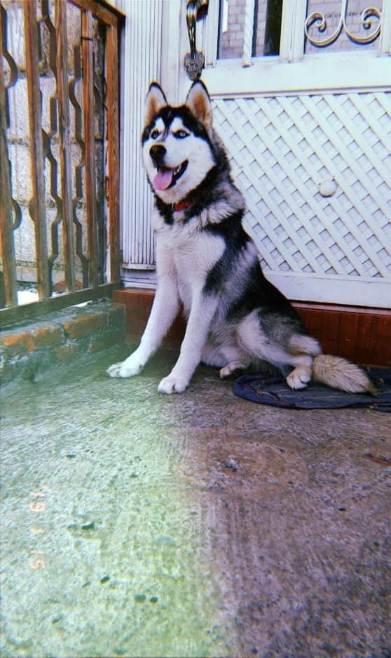 FernandaDice9's tweet photo. @CuentameloYaOf #MiPerroEnCuentamelo ODDY.🐺🥰 https://t.co/wlNYPUFp3J