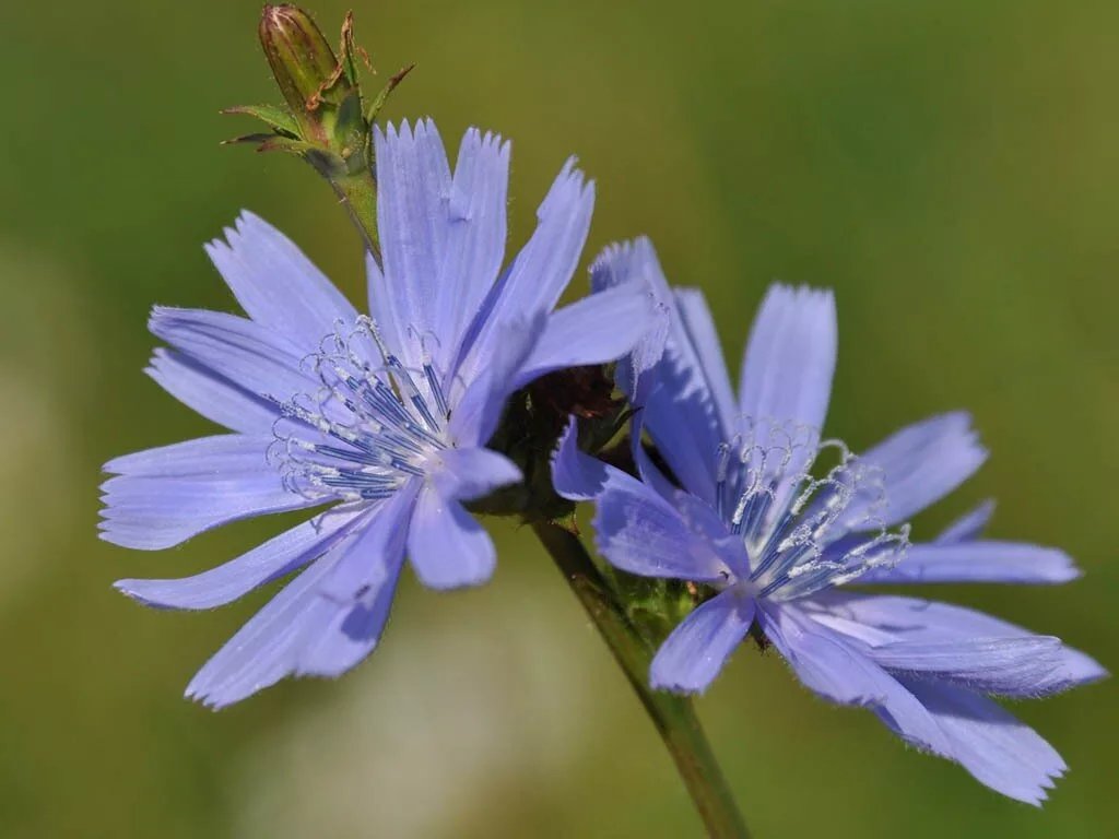 Цикорий группа растений. Дикий цикорий (Cichorium. Цикорий (Cichorium intybus). Дикий цикорий обыкновенный Cichorium intybus. Цикорий соцветие.