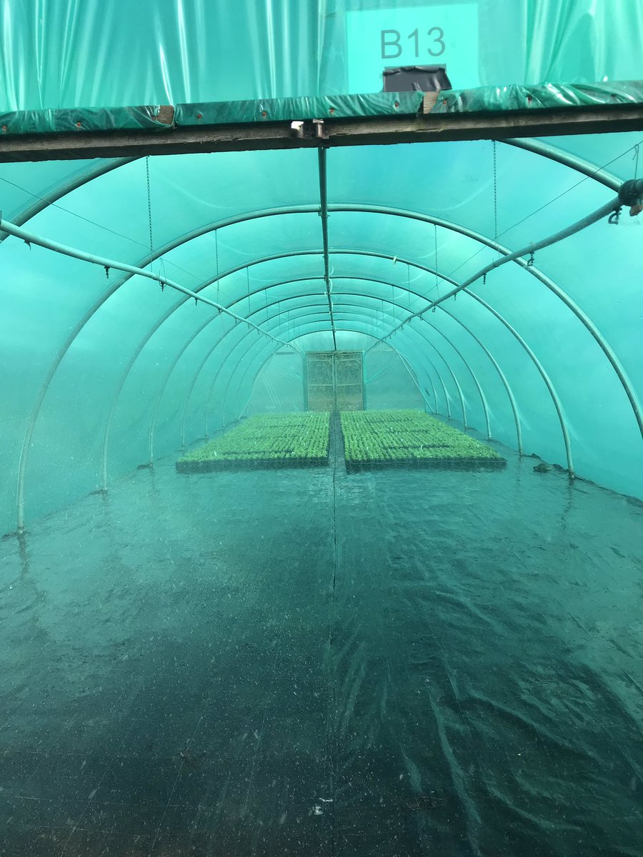 NeilAlcock's tweet photo. New fern potting under green polythene @Seiontnurseries @kaihorticulture @xlhort https://t.co/VevVOpDwRh