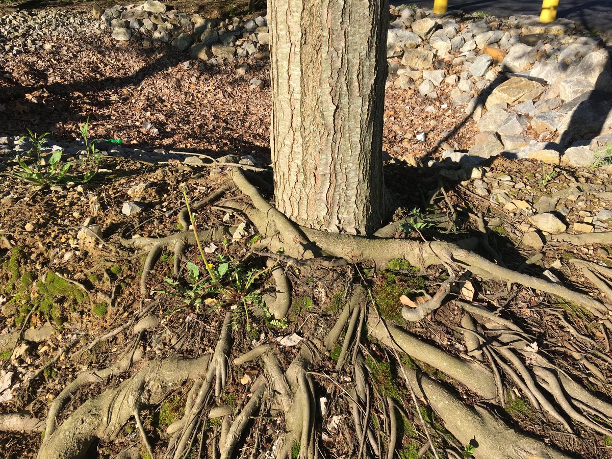 Mary Ann Hansen tweet media