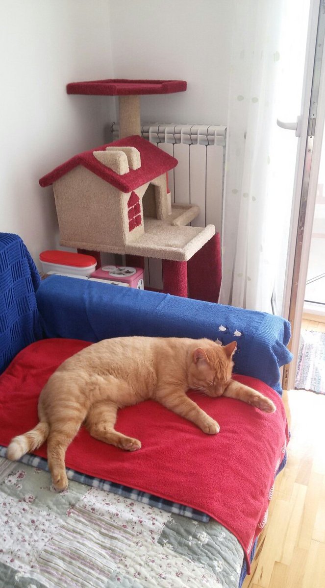 JelenaMKandic's tweet photo. SRAM VAS BILO, nevaspitani nikogovići, bitange i barabe što ste prijavili #Bleki-ja #AmbassaDog #DogsOfTwitter &amp; #Leo-na #AmbassaCat #CatsOdTwitter.

Bogu hvala što su moji i što imaju i oni #OsmehSaStavom.🐶🐾😊🐾🐱

#NemaNazad💪🌄💪.

NasJeIpakViše🔴✊🔵✌⚪. https://t.co/3HRcZg1N0R