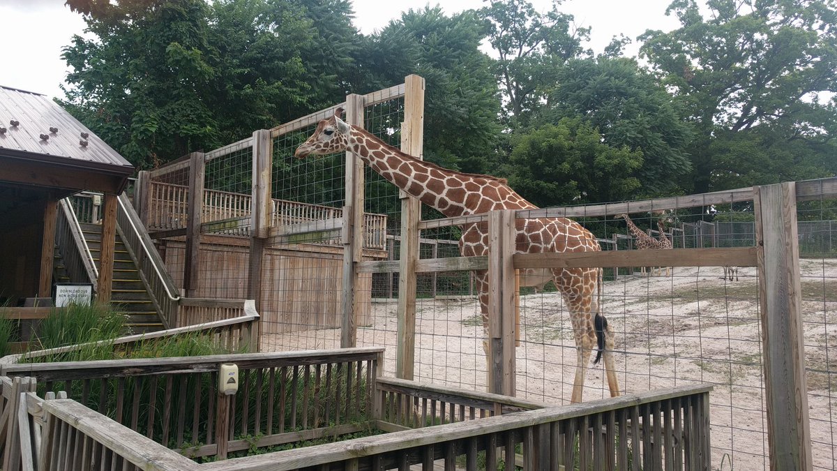 artedallthetime's tweet photo. Zoo Day! #hotbutfun #awesomeanimals #summerbucketlist https://t.co/jpNplZdYbT