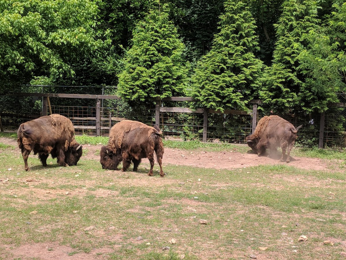 artedallthetime's tweet photo. Zoo Day! #hotbutfun #awesomeanimals #summerbucketlist https://t.co/jpNplZdYbT