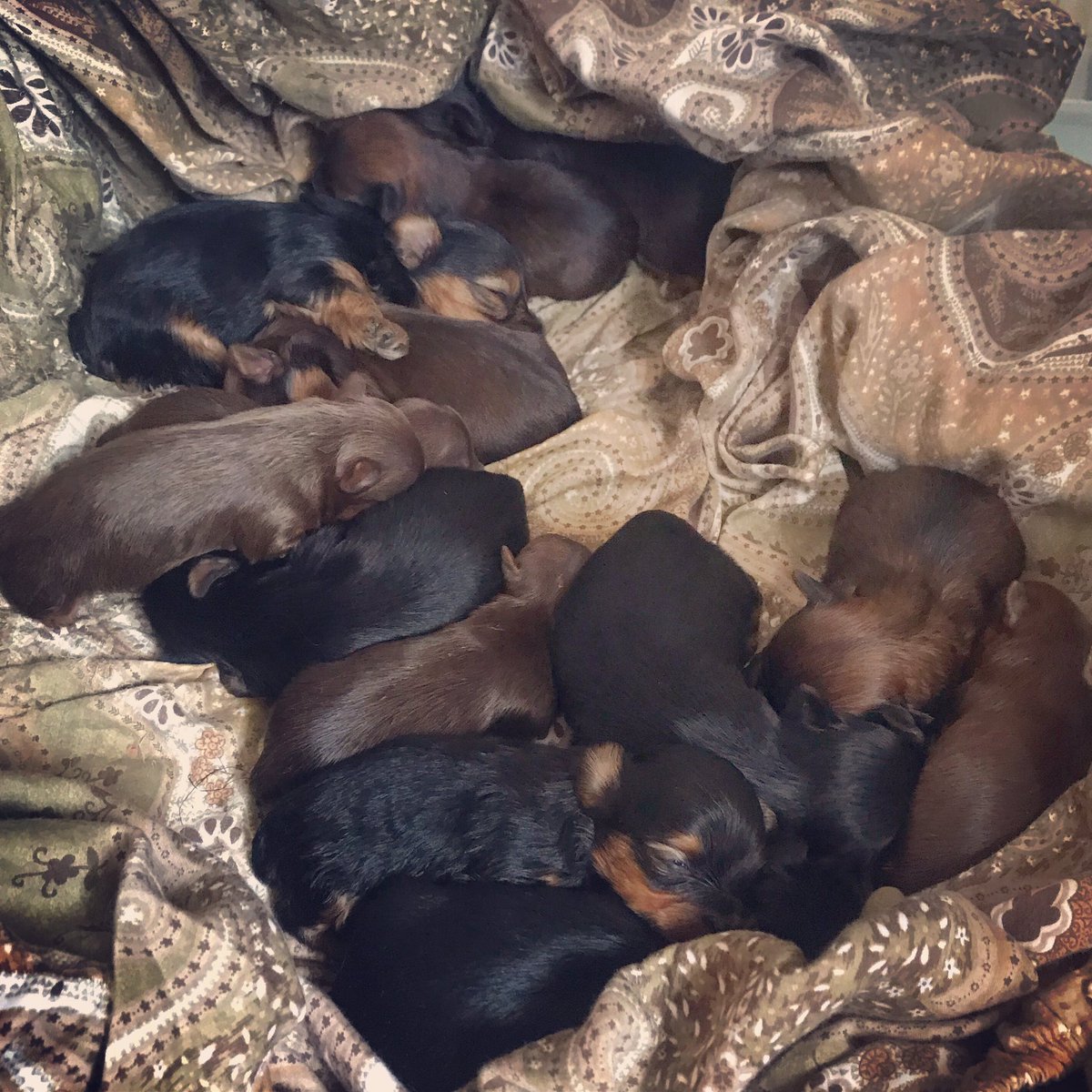Our newest arrivals Yorkie puppies! Comment or DM for more info #peacepuppies #newarrivals #expectingmothers #yorkiepuppies #yorkshireterrier #yorkiesforsale #teacupyorkies #tinypuppies #newmom #yorkieaddiction