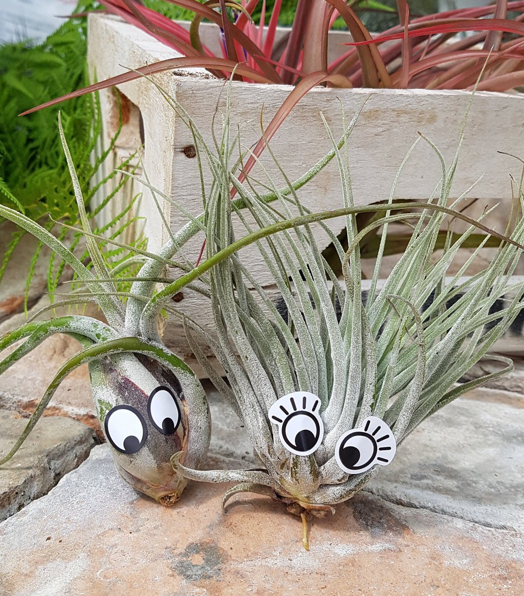 LoveTillys's tweet photo. Summer Holidays will soon be here.   Keep the kids busy with our crafty air plant kit! https://t.co/cuoiyvPORk