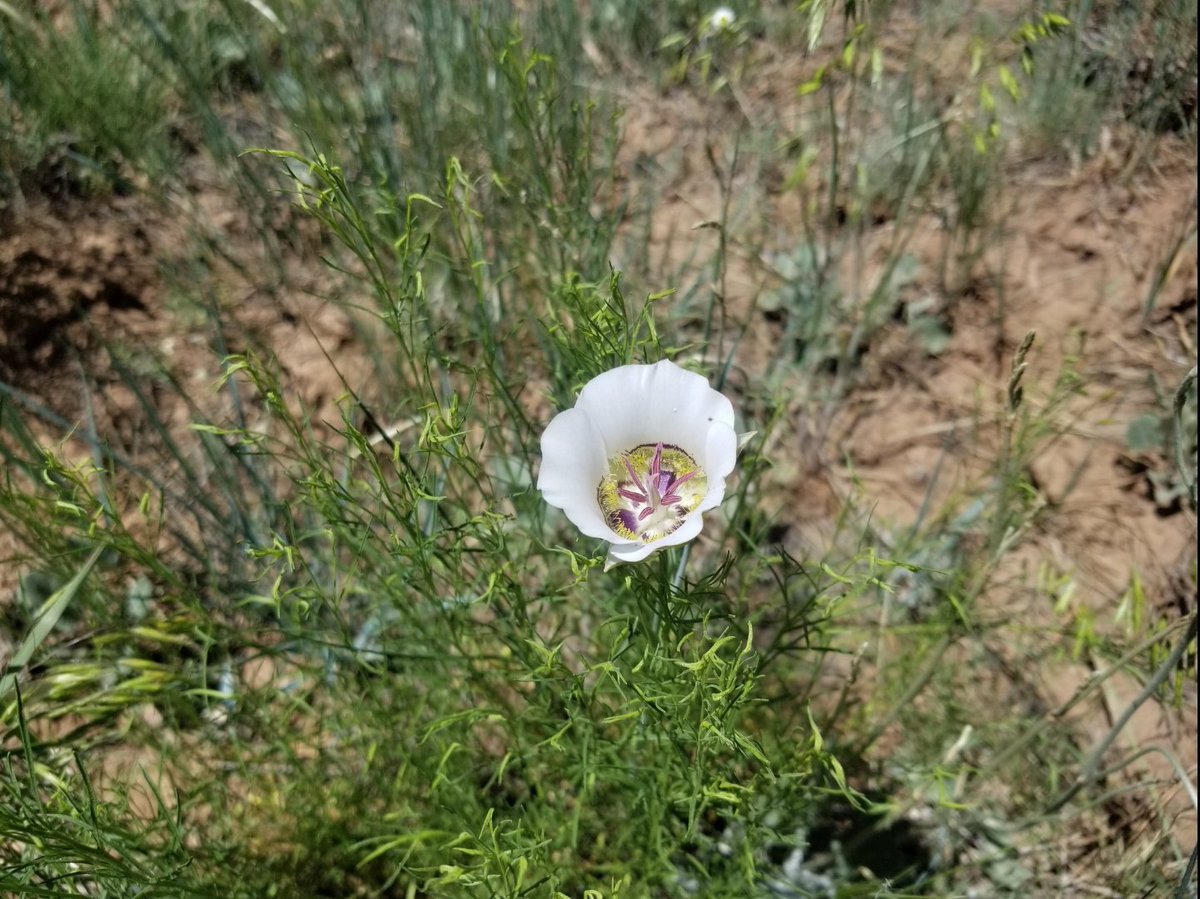 ApacheAZ3013's tweet image. #Desert #Cactus #Flower #Flowers #Bloom #MorningHike #MorningMotivation

#Photography #Photograph #PublicLands #NationalForest #2017

#Hike #Hiker #Hiking #Camping
#Runner #Trailrunner #Backcountry #Service #Guide

#Arizona #Wilderness

#ApacheAckerman
#ApacheAZ3013