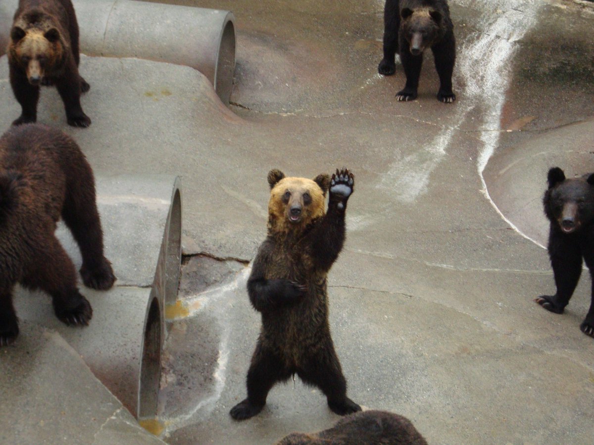 Yuka Sur Twitter 北海道の熊牧場 絶対人が入ってるに違いない 北海道 熊 癒し 熊さん 面白い動物
