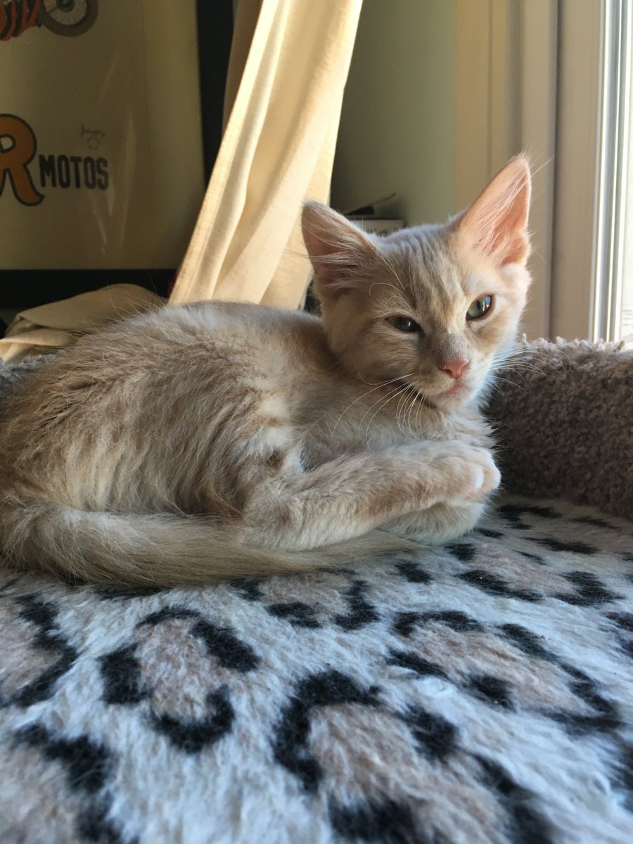 Adorable Buff/Orange baby kitten available for adoption now! His brother was adopted this weekend and he is, sadly, waiting for his home. Healthy, vetted, vaccinated, microchipped, neutered, social and loving, 10-11 weeks old, ready to move in and be loved by you. PM me &amp; share!