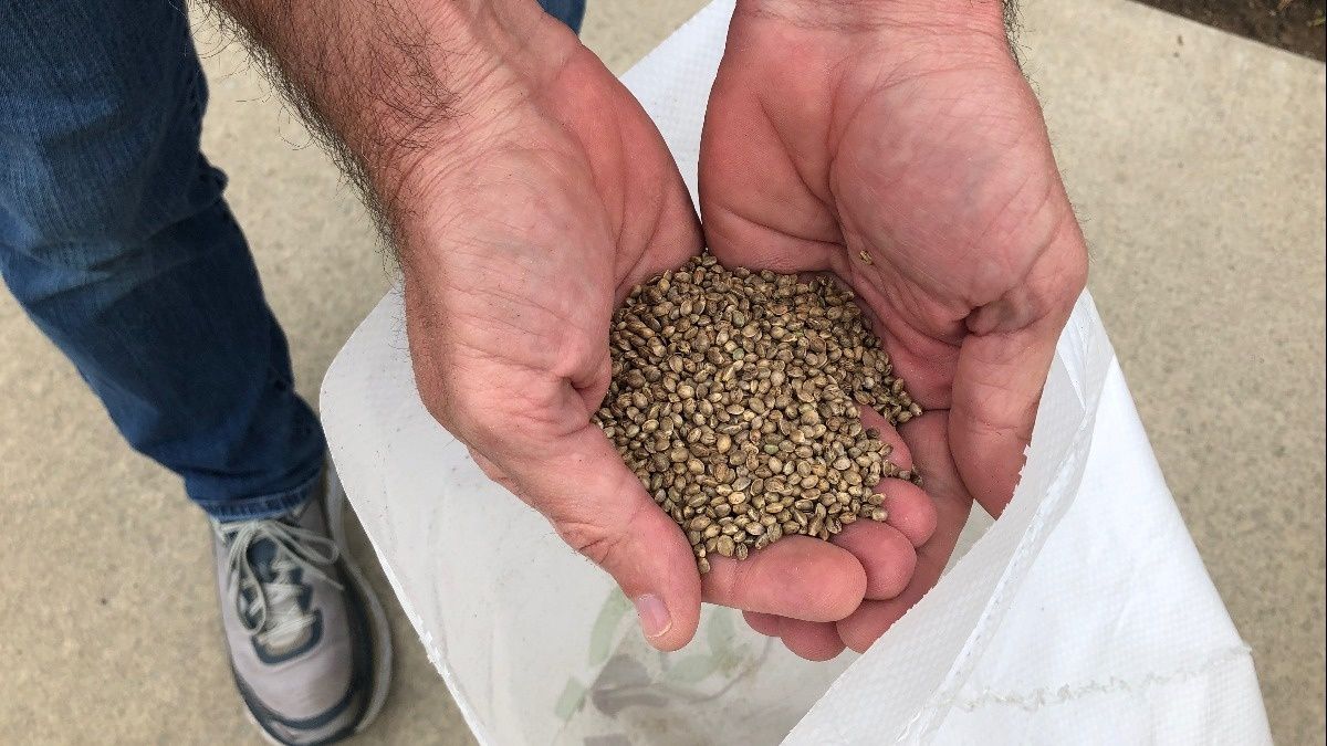 votehemp's tweet photo. Industrial #hemp plantings this year could double from the 78,176 acres seeded in 2018 - that's more than double previous year. Great read (and interview with #VoteHemp!) by @Reuters @JulieIngwersen: https://t.co/e2QMBCQHQa  
#farming #agriculture #sustainable https://t.co/SJyxX6q0bR