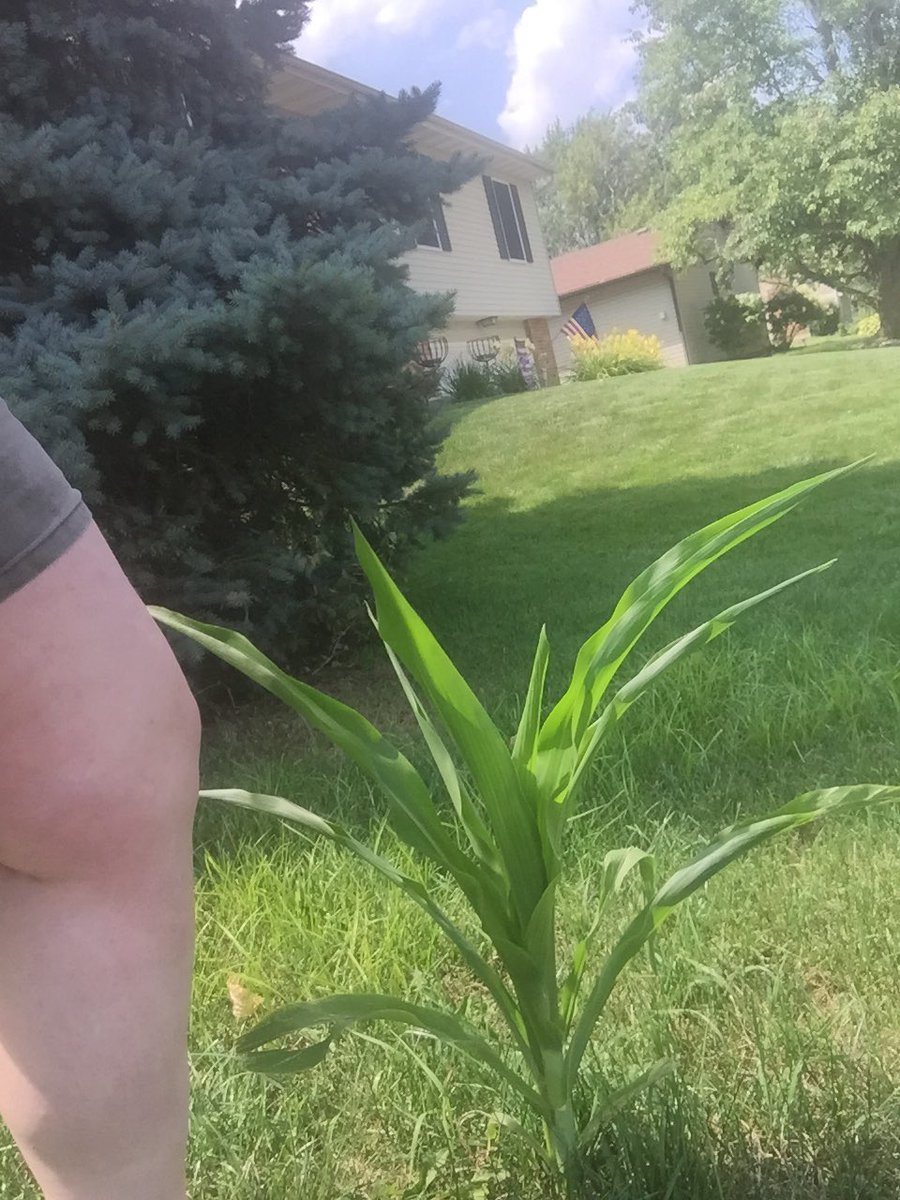 jazzerbaby87's tweet photo. Hooray! My #YardCorn is “knee-high by the Fourth of July.” It’s a shame that most Ohio farmers can’t say the same. https://t.co/g9fTYhsRPO