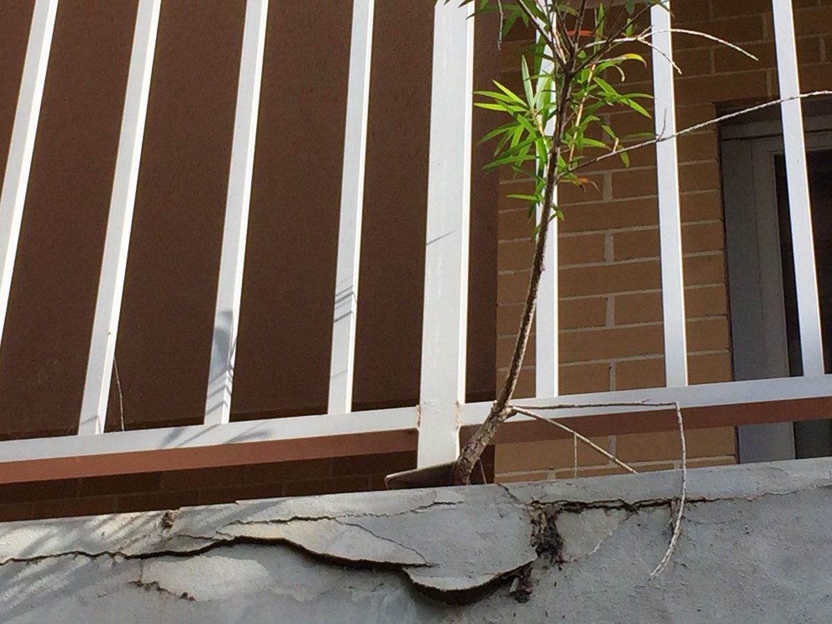 justthink1's tweet photo. HOLD MY TEQUILA BATMAN - A 14 year old apartment block in Westmead ... What the hell are the Strata Managers doing? Holy guacamole - is that a tree growing IN one of the balconies??? YES IT IS ... Building #managementfails https://t.co/qZDkqb5eB8