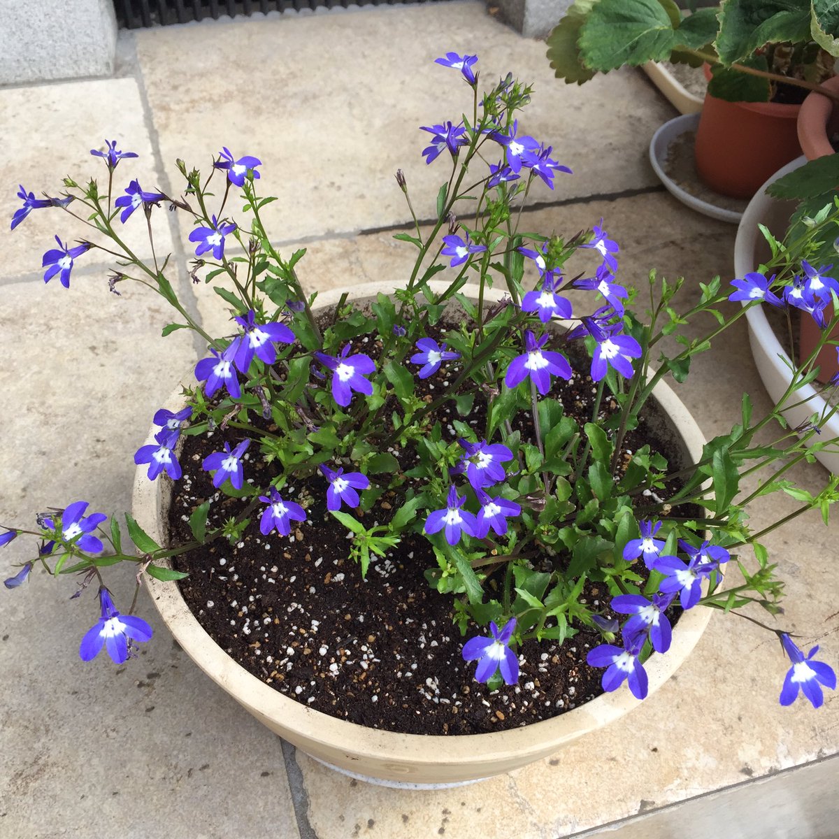 Ray Sung 土いじりぼちぼち 日向庭 アズーロコンパクト 小さな愛らしい花がこんもりと密集して咲く姿がたまらない アズーロコンパクト こちらを容赦なく切り戻す様子をご覧下さい 5月中旬もと苗を摘心して2週間 6月下旬花が細かい物は花柄を