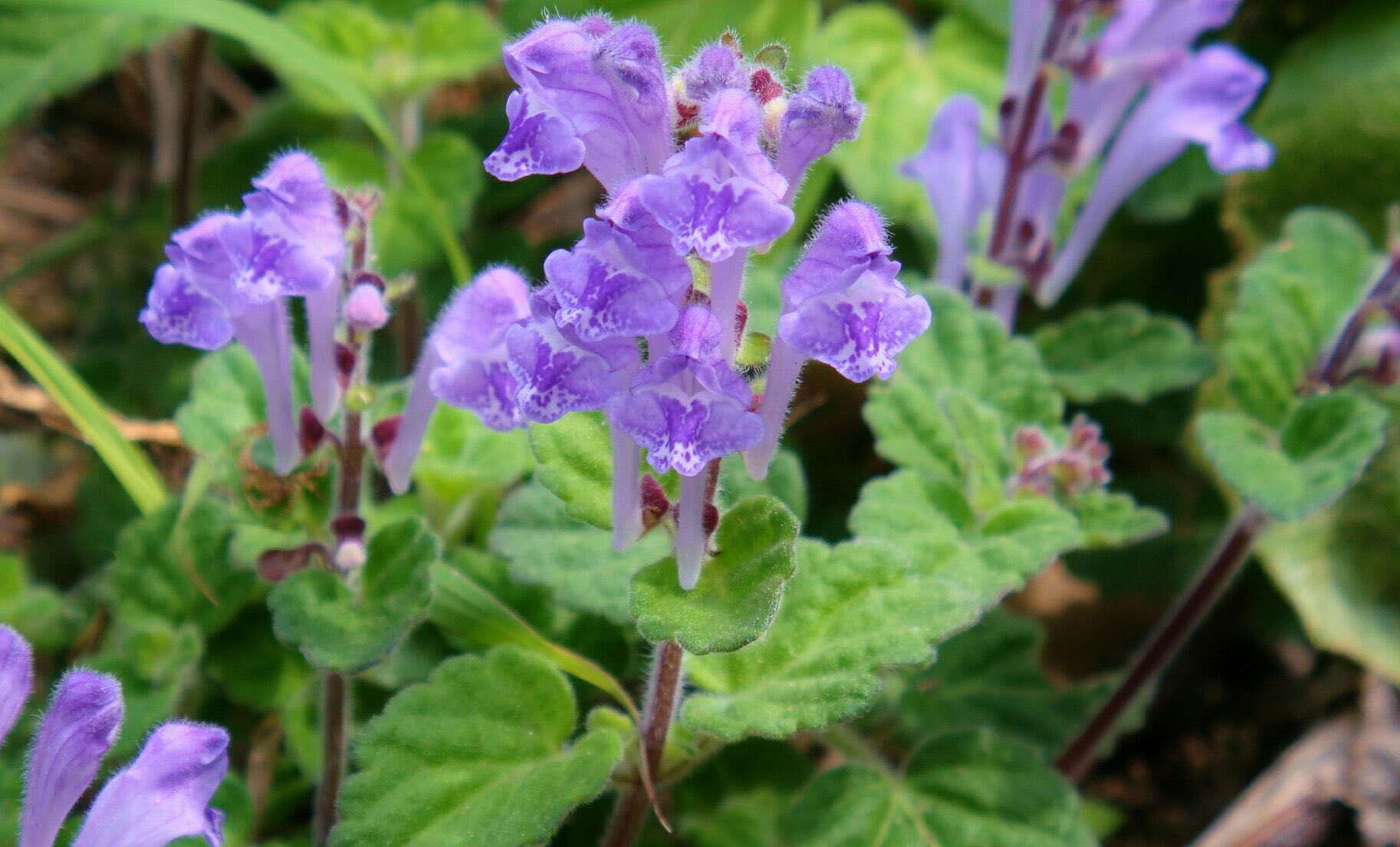 花 7月3日の花 タツナミソウ 立浪草 花言葉 忘却 シソ科タツナミソウ属の多年草 原産地 日本 別名 ヒナノシャクシ 花色 白 ピンク 紫 ニーチェ ドイツの哲学者 忘却 はよりよき前進を生む 忘れっぽい