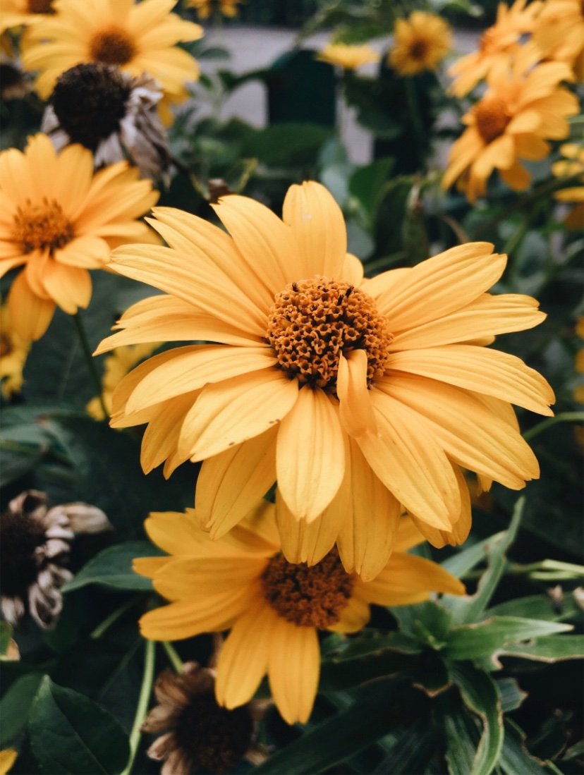 ThreadsMoney's tweet image. Old Disney Shows